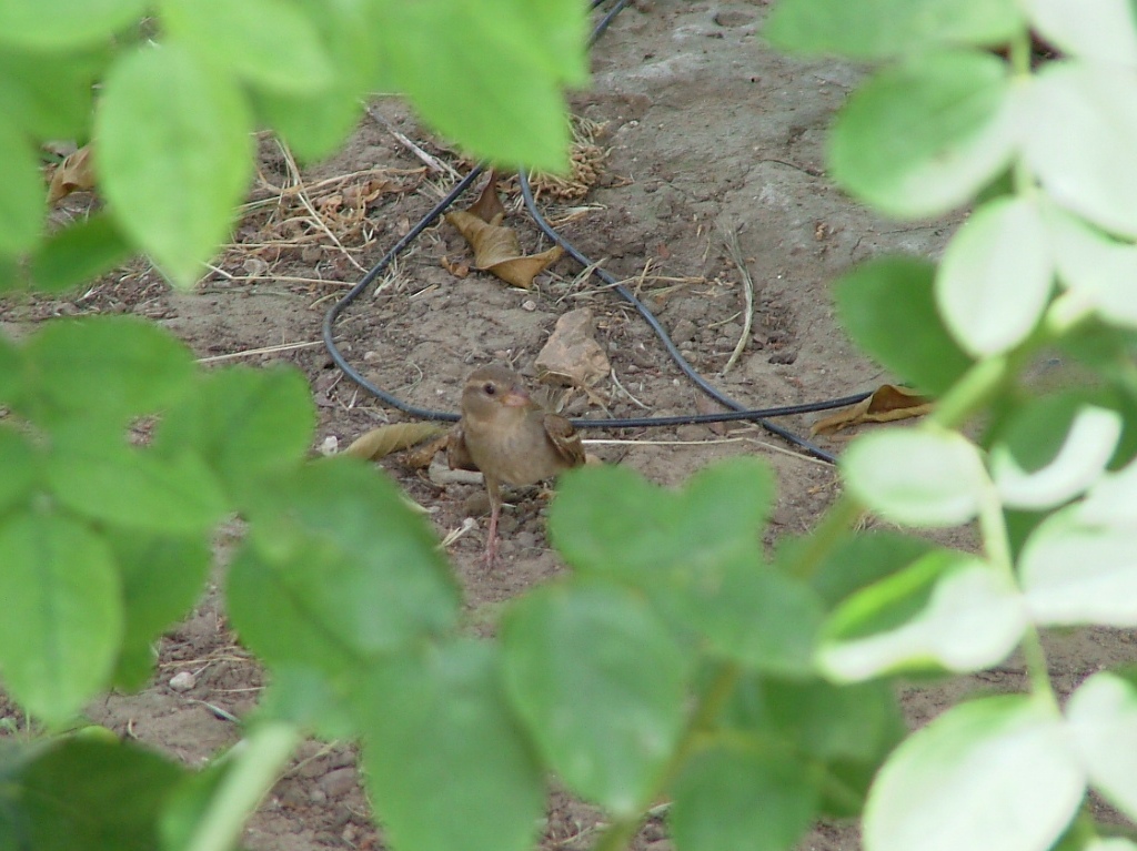 Passer domesticus: all''improvviso... un uccellino!